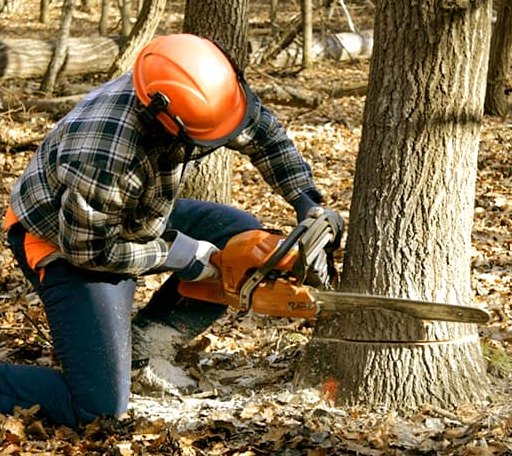 Tree Removal in Black Oak, AR